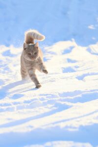 格安スマホ初心者が安心して選ぶべきポイントは？