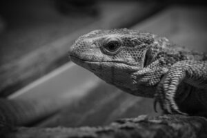 ネットスーパーでお得に利用できるプランは？