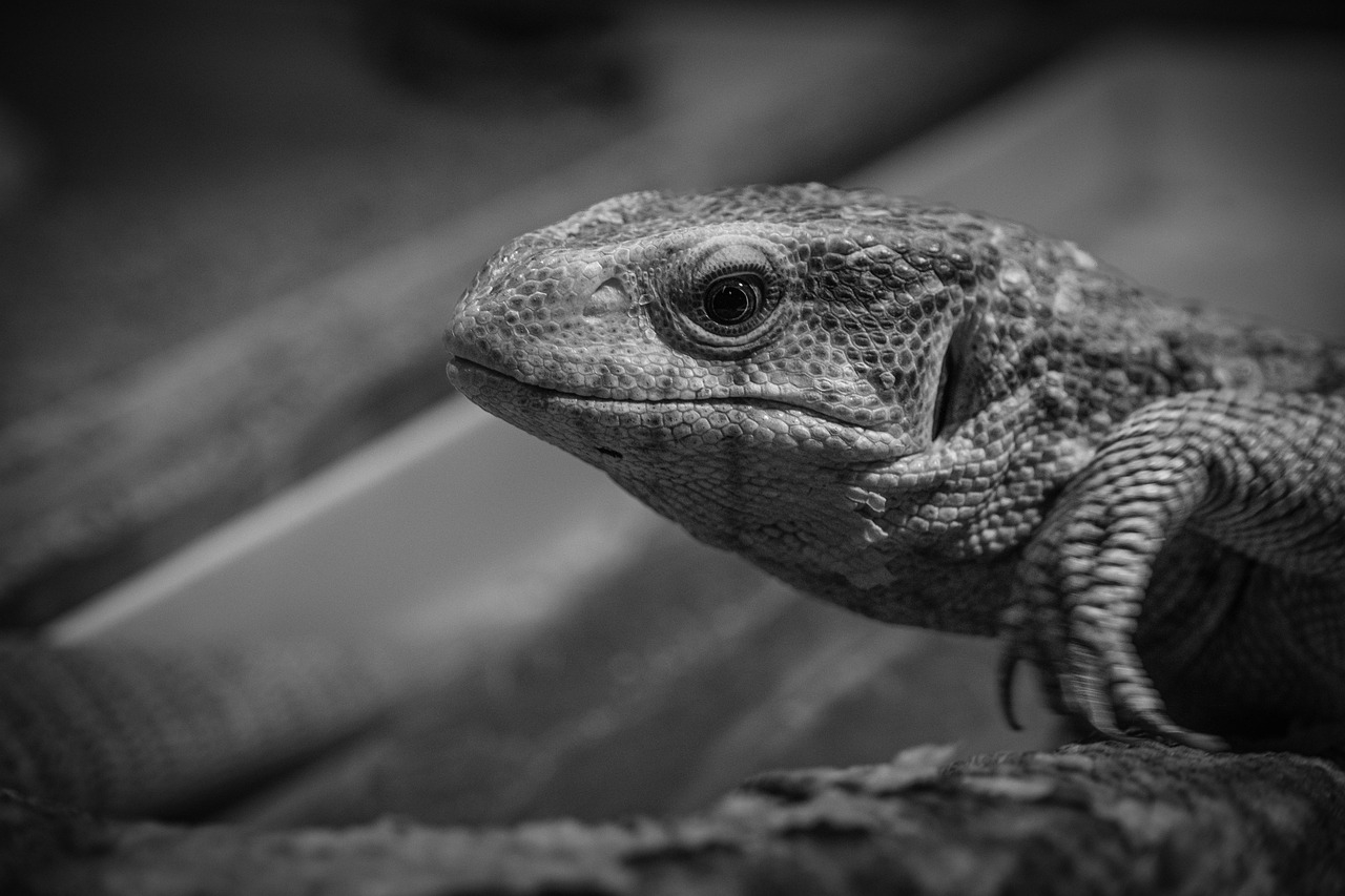 ネットスーパーでお得に利用できるプランは？